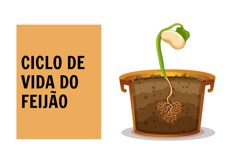 Atividade do ciclo de vida do feijão para Educação Infantil | Educlub